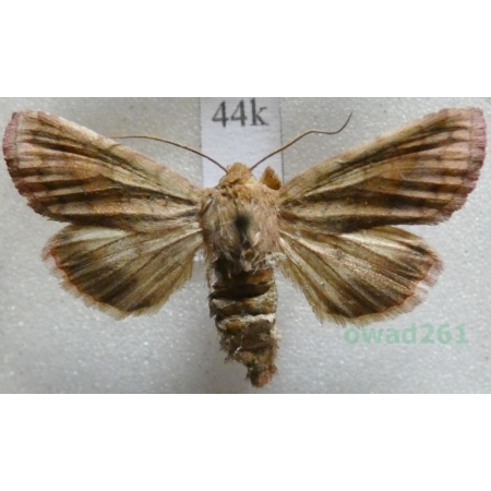 Pyrrhia purpura (Hübner, 1817) Czech44k